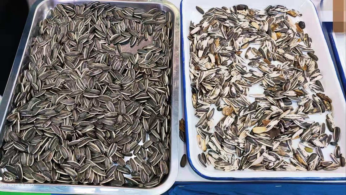 Pumpkin Seeds Color Sorting Equipment 2 Chutes 128 Channels