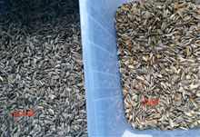 Sunflower Seeds Colour Sorter Sunflower Seeds Sorting Machine Food Processing Machine
