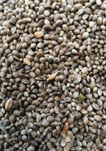 Hemp Seed Processing Equipment Hemp Seed Clean Machine Hemp Seed Separator Hemp Seed Color Sorter