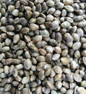 Hemp Seed Processing Equipment Hemp Seed Clean Machine Hemp Seed Separator Hemp Seed Color Sorter