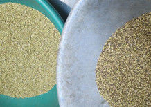 Coriander Seed Color Sorter Coriander Seed Color Sorting Machine Coriander Seeds Separator