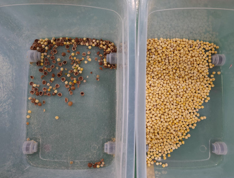 15 inch screen Nuts Color Sorter , Intelligent Smart Hazelnut Sorting Machine