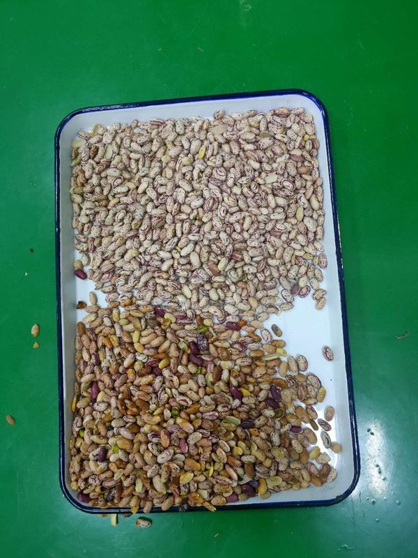 RGB Intelligent  Optical Kidney Bean  Color Sorting Machine In China beans color sorter