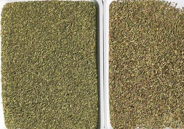 Cumin Seeds Color Sorting Machine Cumin Seed Processing Equipment Cumin Seeds Color Sorter