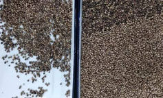 Pepper Seed CCD Color Sorter Machine Pepper Seed Separating Machine Pepper Seed Sorting Machine