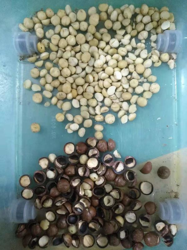CCD Color Sorter For Almonds/Peanuts/ Macadamia/Pecan/ Pistachio