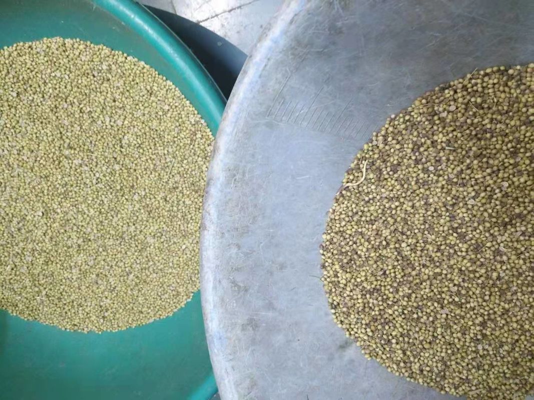Mini Seed Colour Grading Machine Veget / Wheat / Quinoa / Lotus Seed Color Sorter Price