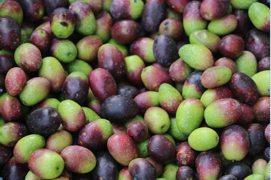 Mini Belt Type Horizontal Nuts Color Sorter From China