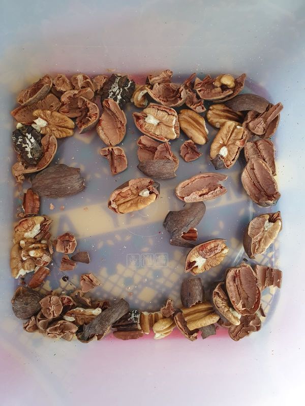 Mini Belt Type Horizontal Nuts Color Sorter From China