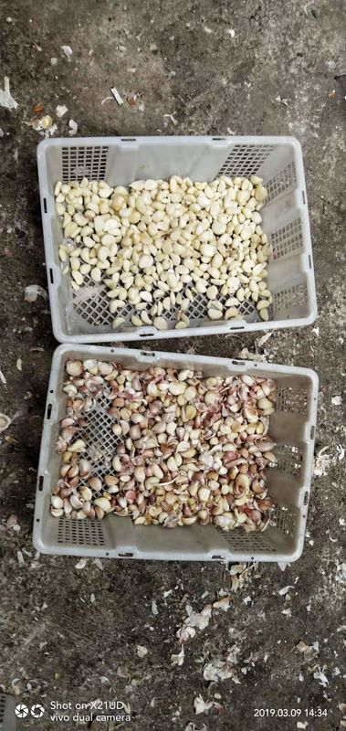 New Design Optical CCD Small Garlic Color Sorter Manufacturer Multifunction Color Sorting