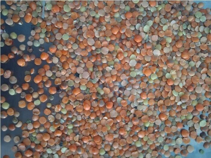 Toshiba CCD sensor Beans Color Sorter , Lentils Millet Sorting Machine