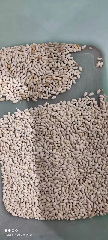 128 Channels High Capacity White Beans Color Sorter Machine,Defective Purple Beans Color Sorter Machine