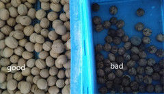 2 Chutes 128 Channels Nuts Color Sorter , WENYAO Walnut Color Sorter
