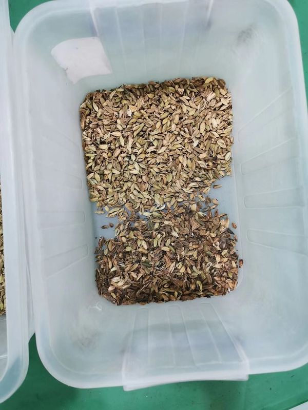 Agricultural Equipments Cardamom Color Sorter Machine  /Cardamom Separating Machine