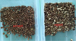 Hazelnut Color Sorter Hazelnut Separator Machine Hazelnut Processing Sorting Mahince