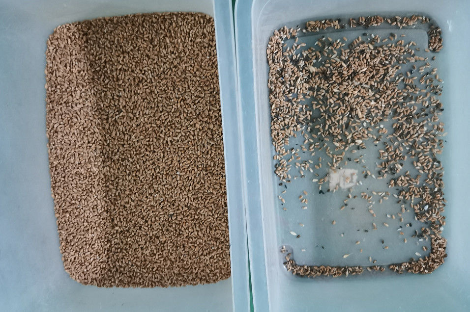 CCD Camera Vibrating Screen Wheat Color Sorter Machine  With 2 Years Warranty