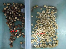 Macadamia Nut Color Sorter Macadamia Separator Macadamia Nut Sorting Grading Machine