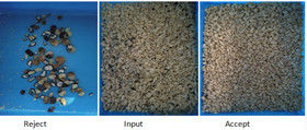 Candlenut Sorting Machine Candle Nut Processing Line Good Quality Color Sorter For Candlenut