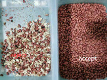 Metal Ejector Groundnut Machine , CCD Camera Peanut Color Sorter