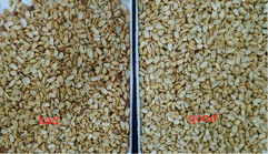 Metal Ejector Groundnut Machine , CCD Camera Peanut Color Sorter