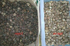 2 Chutes Areca Nut Sorting Machine , WIFI remote control nut processing machine
