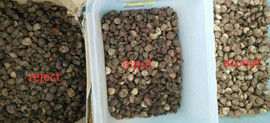 2 Chutes Areca Nut Sorting Machine , WIFI remote control nut processing machine