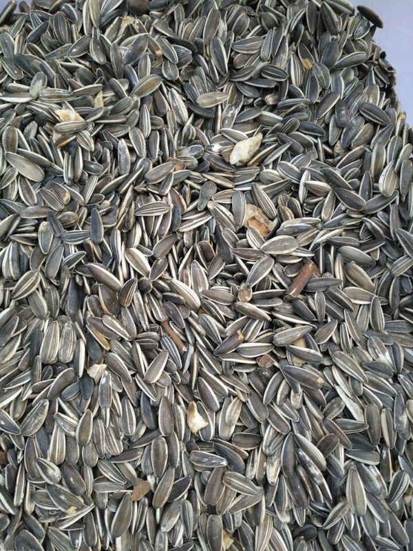 High Capacity Sunflower Seeds Color Sorter Sorting Separator Machine