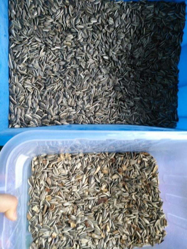 High Capacity Sunflower Seeds Color Sorter Sorting Separator Machine