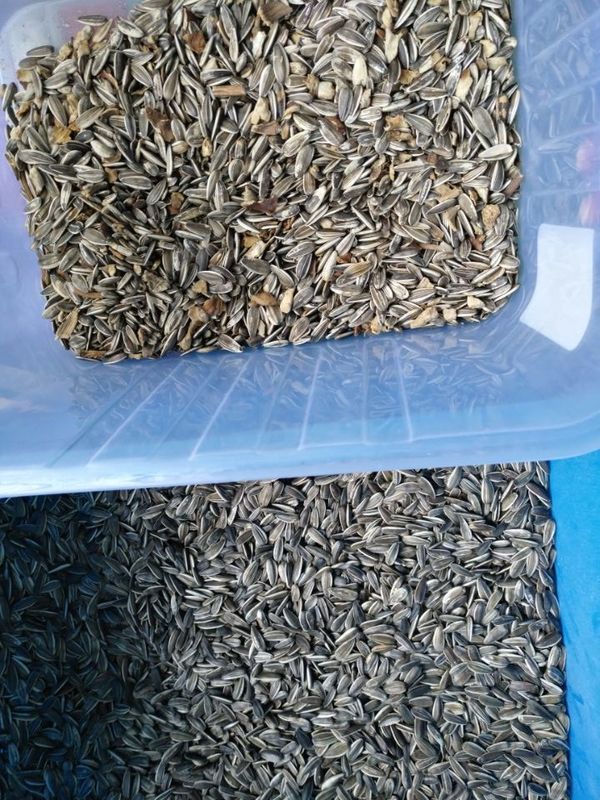 High Capacity Sunflower Seeds Color Sorter Sorting Separator Machine