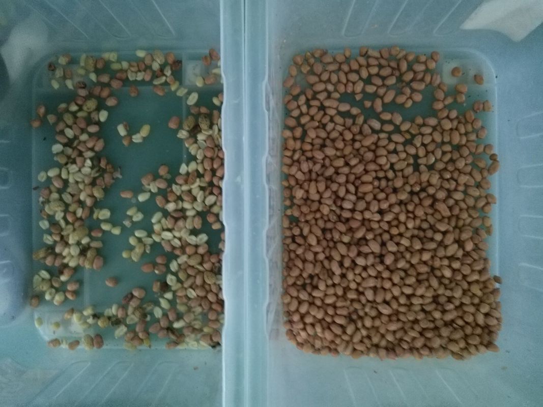 10 Chutes Wenyao Color Sorter , CCD Camera Peanut Sorting Machine