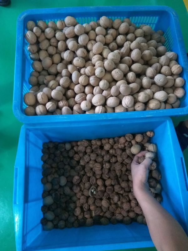 Automatic Walnut Cashew Sorting Machine  Processing Machine RGB Color Sorter