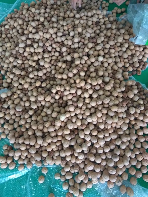Automatic Walnut Cashew Sorting Machine  Processing Machine RGB Color Sorter