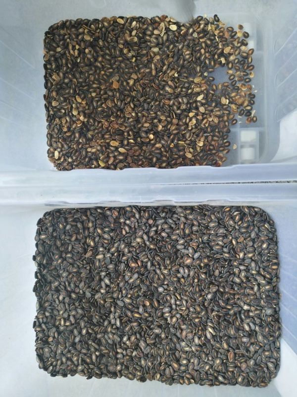 High Capacity Coriander Seed Color Sorter Long Lifetime LED Light