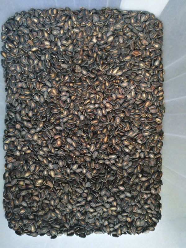 High Capacity Coriander Seed Color Sorter Long Lifetime LED Light