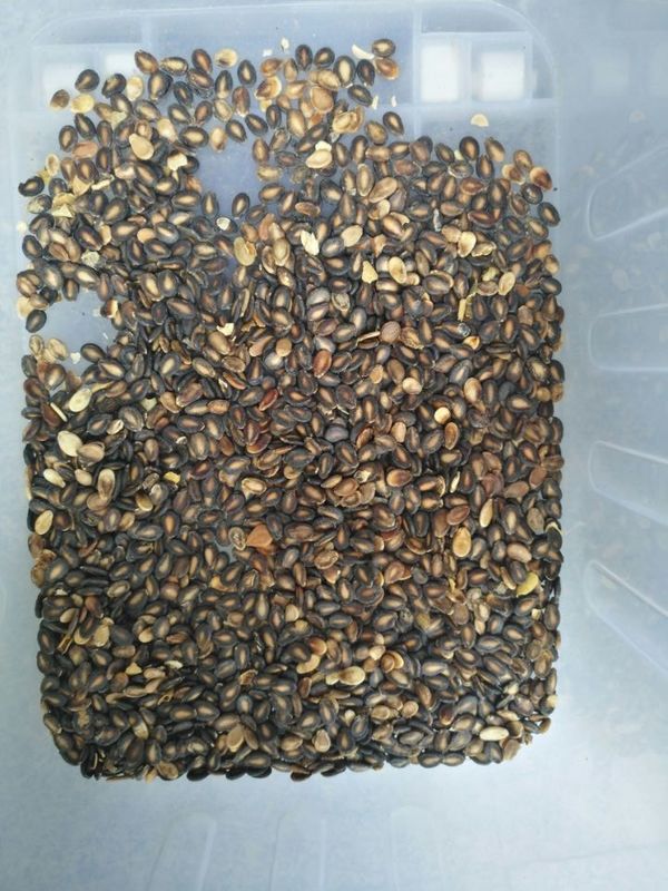 High Capacity Coriander Seed Color Sorter Long Lifetime LED Light