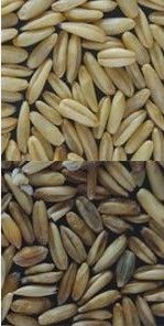 Wenyao RGB Camera Wheat Color Sorter with High Sorting Accuracy