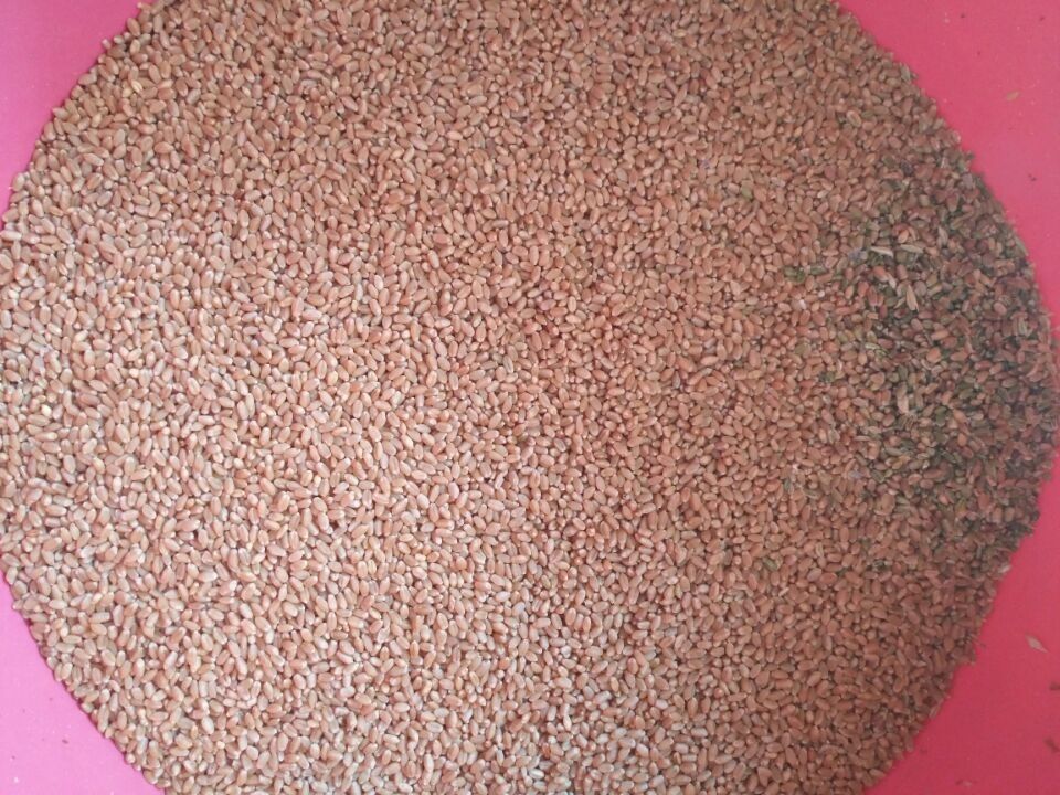 Wenyao RGB Camera Wheat Color Sorter with High Sorting Accuracy