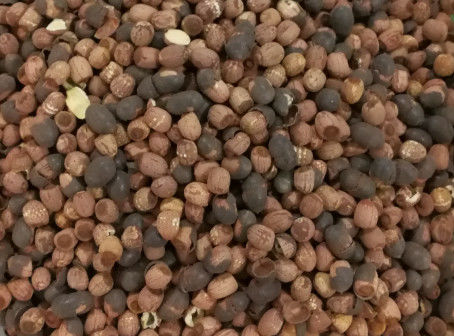 High Throughput Lotus Seeds Color Sorter CCD Camera 512 Channels