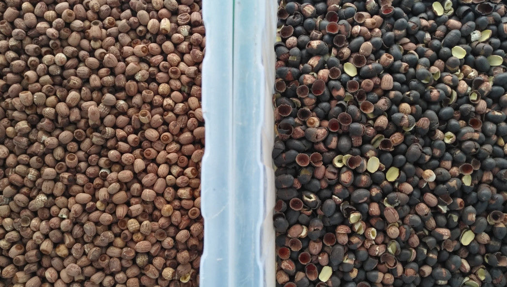 High Throughput Lotus Seeds Color Sorter CCD Camera 512 Channels