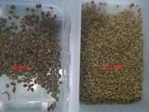320 Channels Optical CCD Color Sorter Raisin Color Sorting Machine with CE Certification