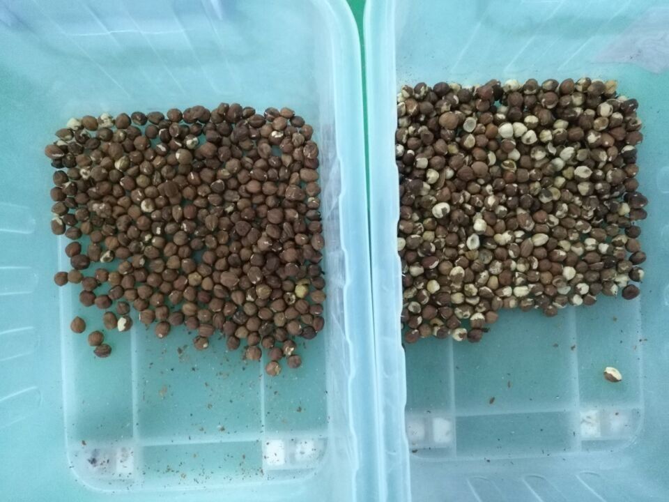 Multi Functional Nuts Color Sorter , 6 Chute Hazelnut Sorter 99.99 Accuracy