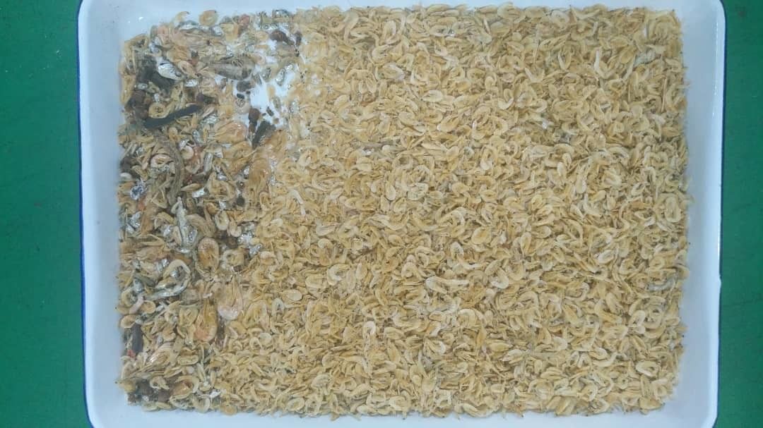 Dried Fish Seafood Color Sorter With Wifi Remote Control