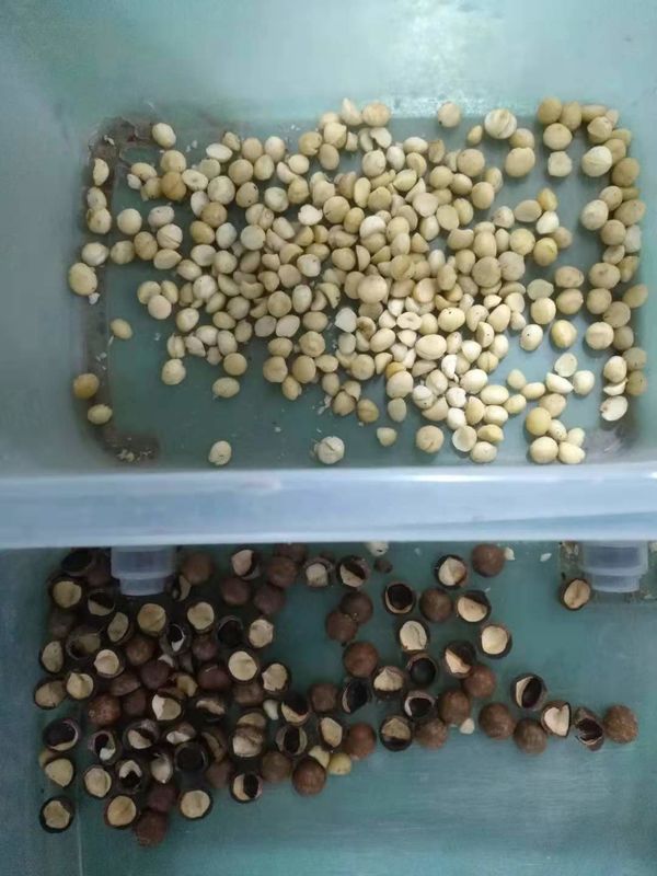 6 Chute Nuts Color Sorter LED Light  Self design high frequency ejectors
