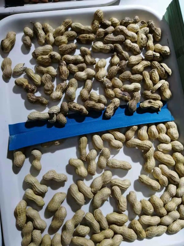 Metal Ejector Groundnut Machine , CCD Camera Peanut Color Sorter