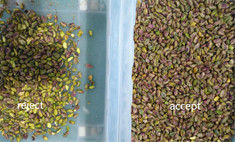 Conveyor Belt Good Price Color Sorter Machine For Pistachio Sorting Grading Equipment