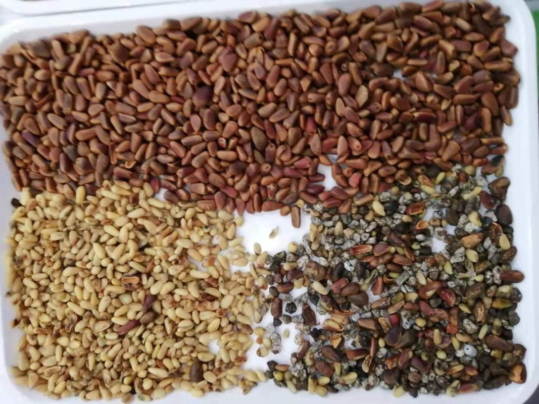 CE Certificated Nuts Color Sorter Grading Machine For Pine Nut Pistachio Walnut With Good Price