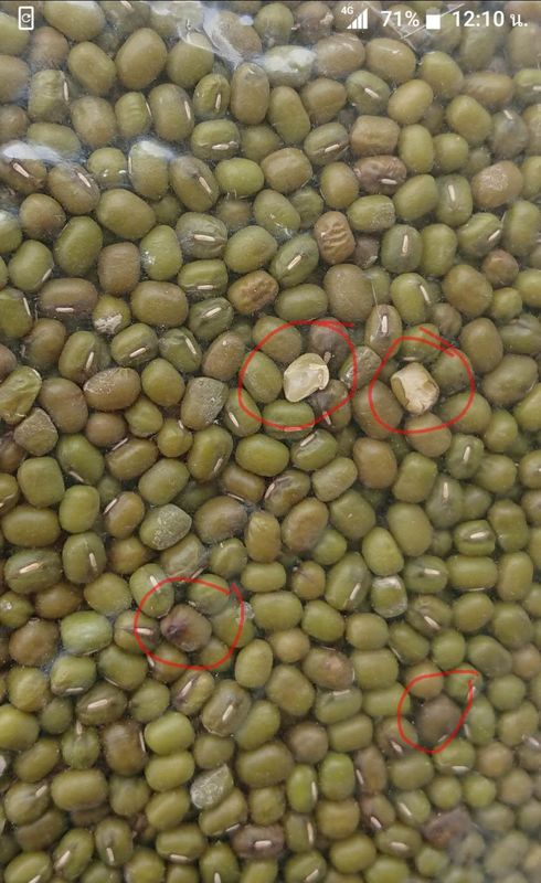 512 Channels 8 chutes Multifunction Color Sorter For Green Mung Beans