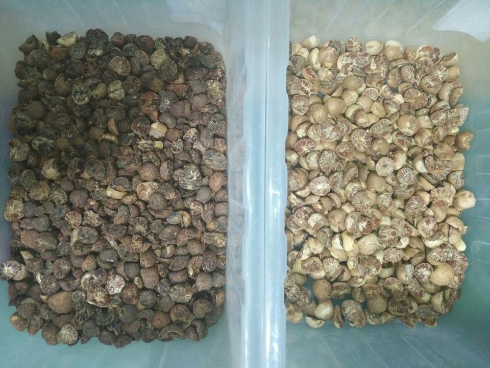 Professional Ccd Camera Nuts Color Sorter Sorting Machine For Pecan Arecanut Seperate
