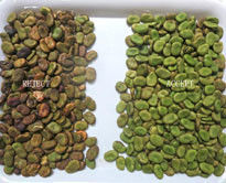 CE Broad Bean Color Sorter Machine WIFI Remote Control With High Speed Camera