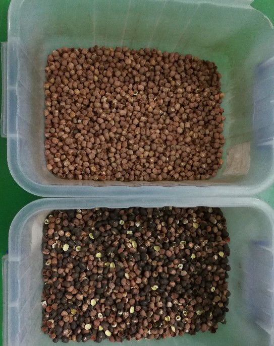 Long Lifetime Lotus Seeds Color Sorter With 5400Pixel CCD Image Acquisition System
